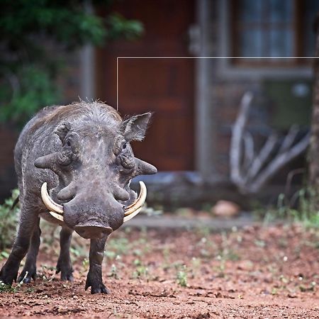 Tusk Bush Lodge Marloth Park Esterno foto