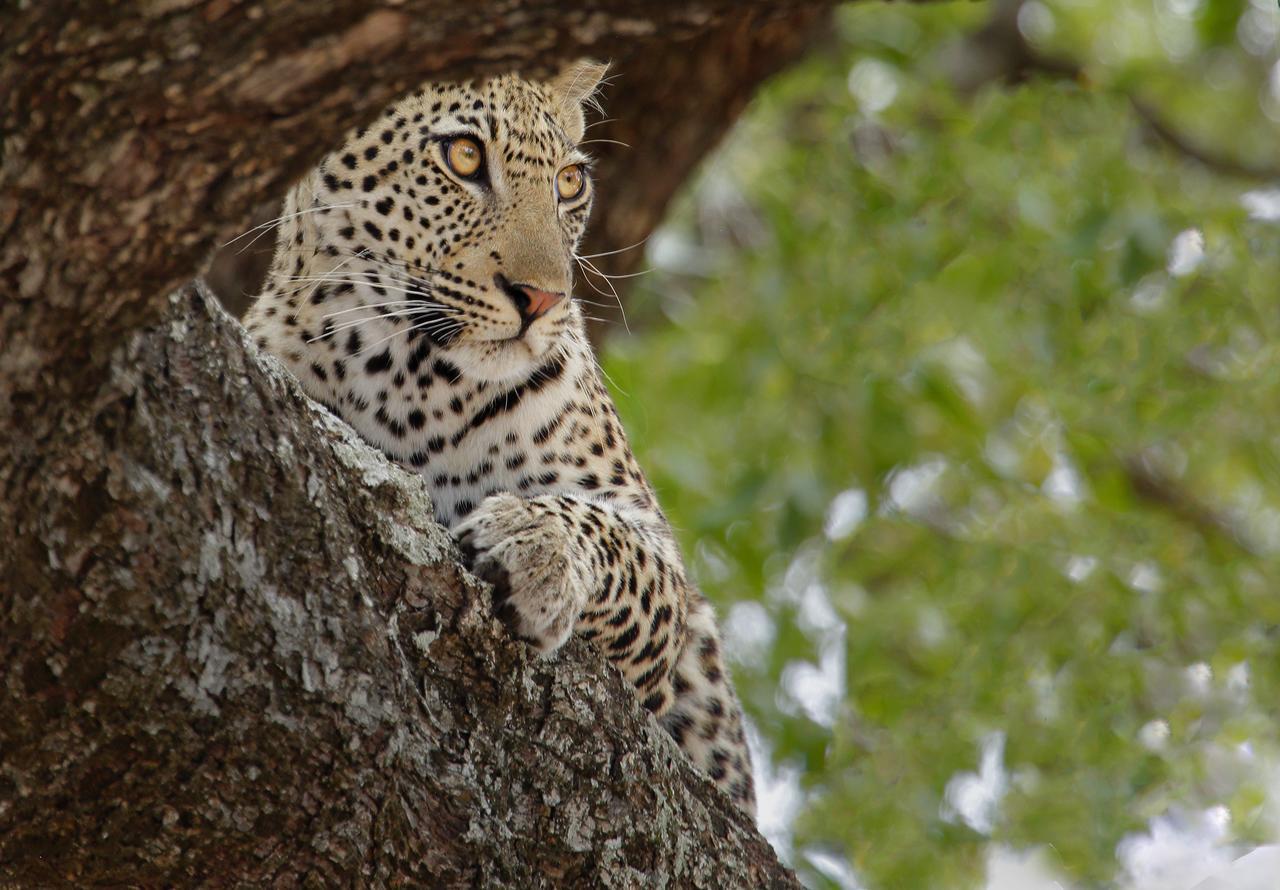 Tusk Bush Lodge Marloth Park Esterno foto