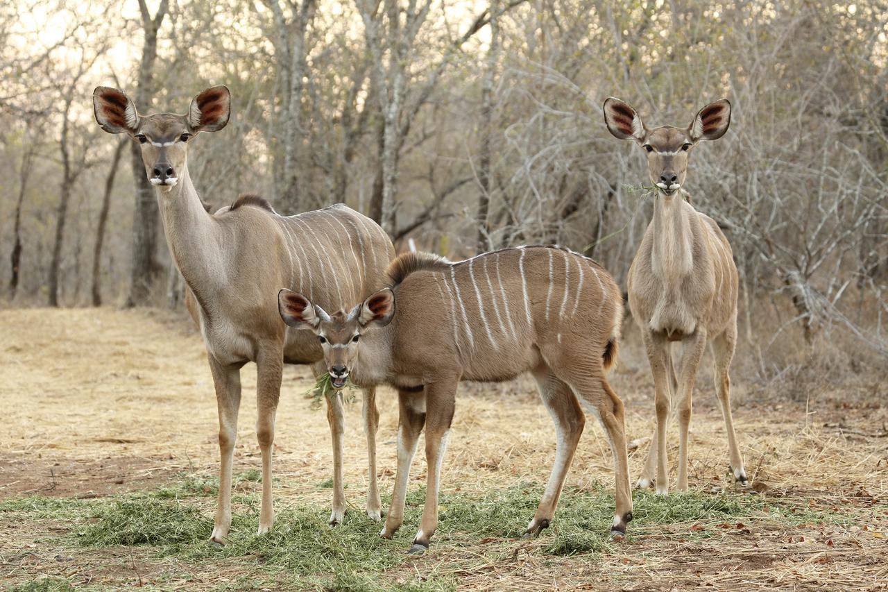 Tusk Bush Lodge Marloth Park Esterno foto