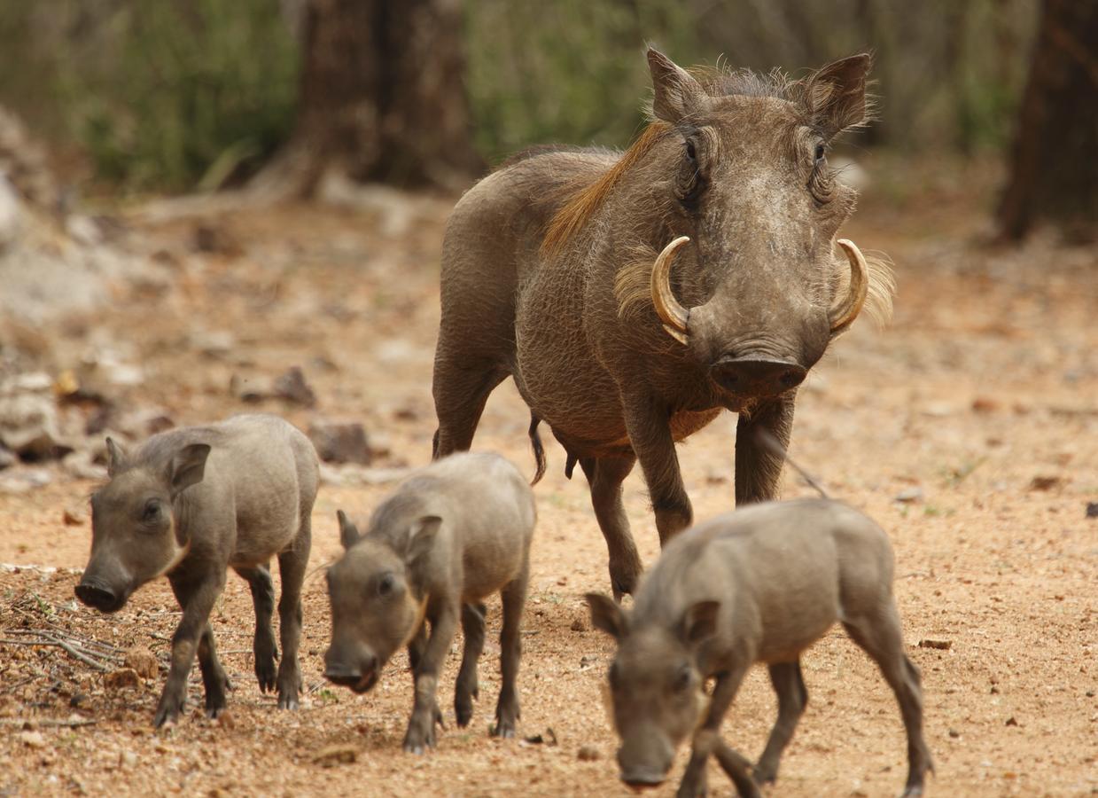 Tusk Bush Lodge Marloth Park Esterno foto