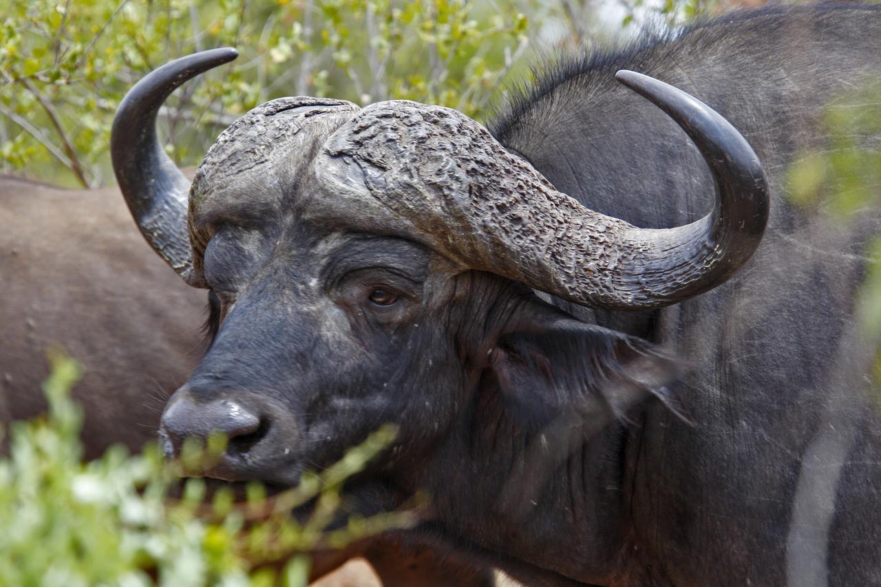 Tusk Bush Lodge Marloth Park Esterno foto