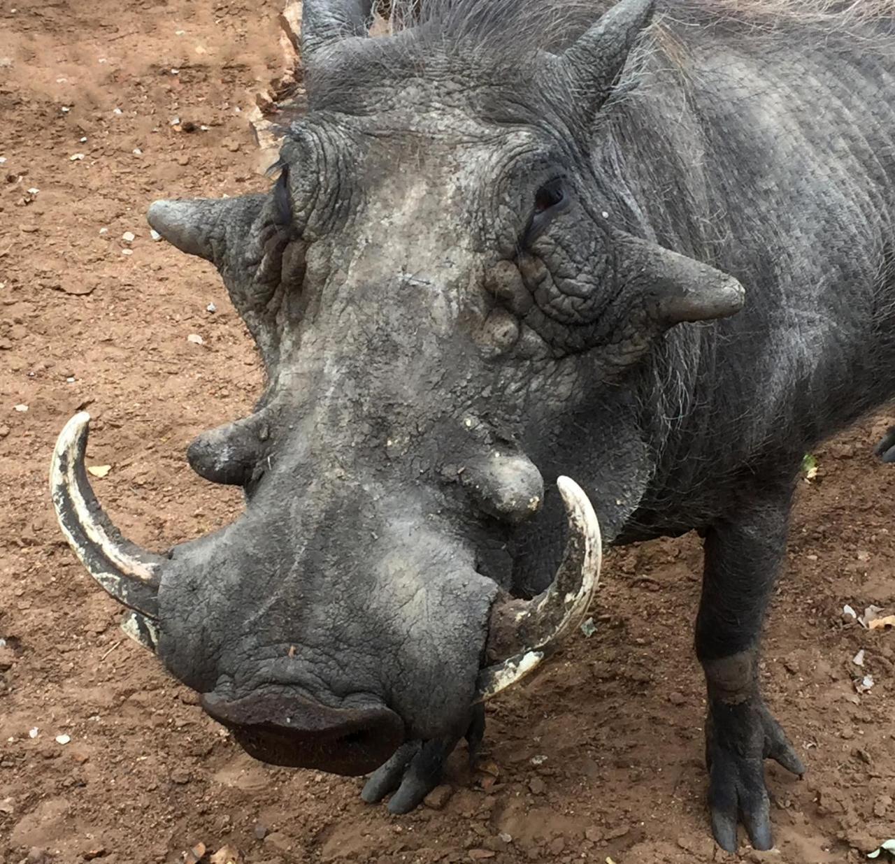 Tusk Bush Lodge Marloth Park Esterno foto