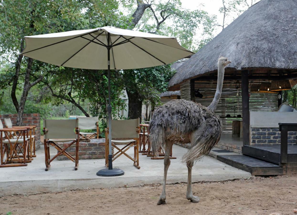 Tusk Bush Lodge Marloth Park Esterno foto