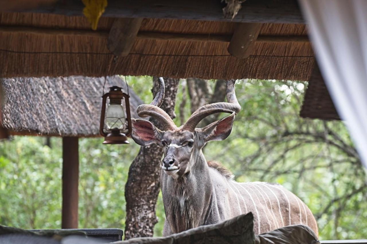 Tusk Bush Lodge Marloth Park Esterno foto