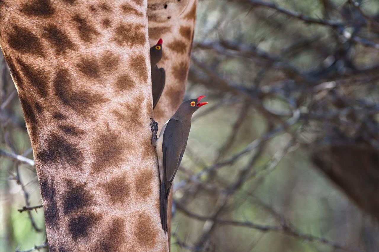 Tusk Bush Lodge Marloth Park Esterno foto